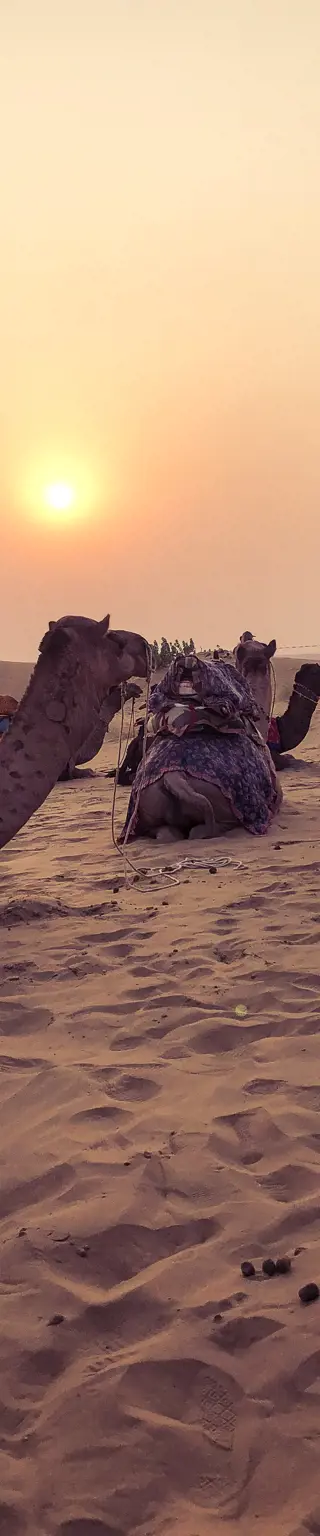 Kamelsafari in Jaisalmeer